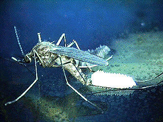 Culex mosquito laying eggs on water (Photo by Richard G. Weber). 